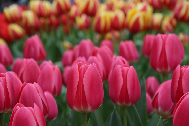 Keukenhof Gardens